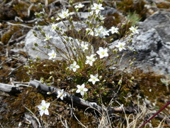 Sabulina uralensis