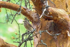 Phoenicurus phoenicurus