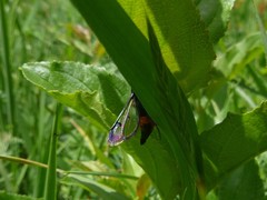 Synanthedon stomoxiformis