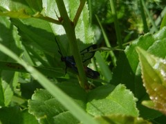 Synanthedon stomoxiformis