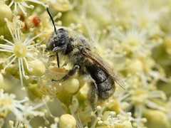Andrena nitida