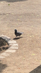 Columba livia domestica