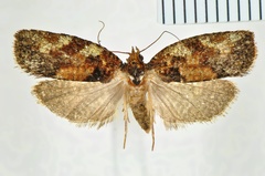 Spheterista variabilis