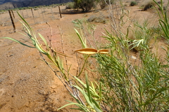 Ectadium virgatum
