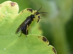 Cladius pectinicornis