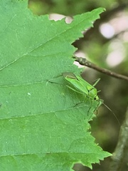Calocoris alpestris