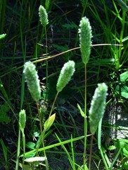 Phleum arenarium