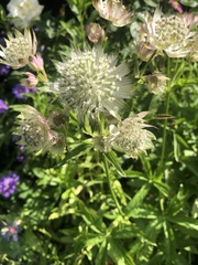Astrantia