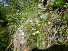 Sabulina uralensis