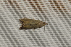 Dichrorampha plumbagana