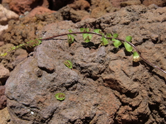 Asplenium trichomanes densum
