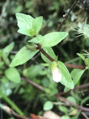 Gratiola sexdentata