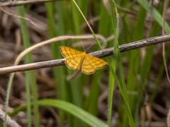 Idaea aureolaria