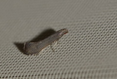 Tinagma ocnerostomella