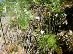Sabulina uralensis