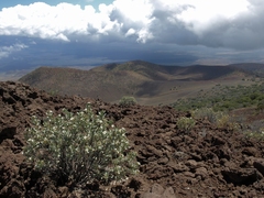 Geranium cuneatum hololeucum