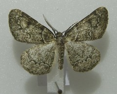 Cleorodes lichenaria