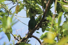 Ptilinopus melanospilus