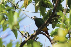 Ptilinopus melanospilus