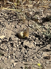 Speyeria callippe comstocki
