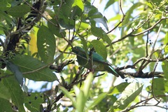 Ptilinopus melanospilus