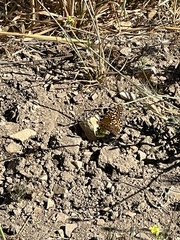 Speyeria callippe comstocki