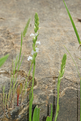 Spiranthes aestivalis