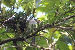 Pycnonotus goiavier