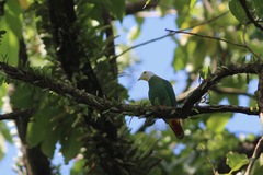 Ptilinopus melanospilus