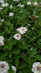 Phyla nodiflora minor