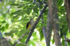 Arachnothera longirostra