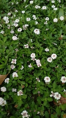 Phyla nodiflora minor