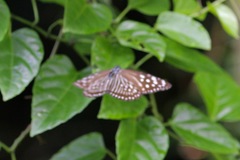 Euploea mulciber