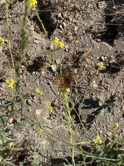 Speyeria callippe comstocki