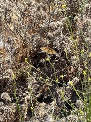 Speyeria callippe comstocki