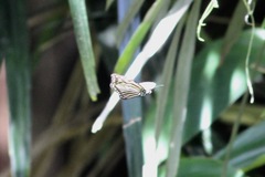 Euploea mulciber