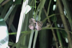 Euploea mulciber