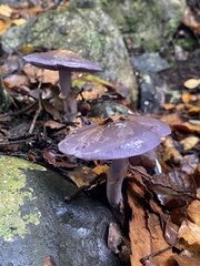 Cortinarius taylorianus