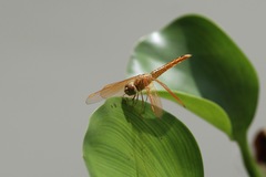 Brachythemis contaminata