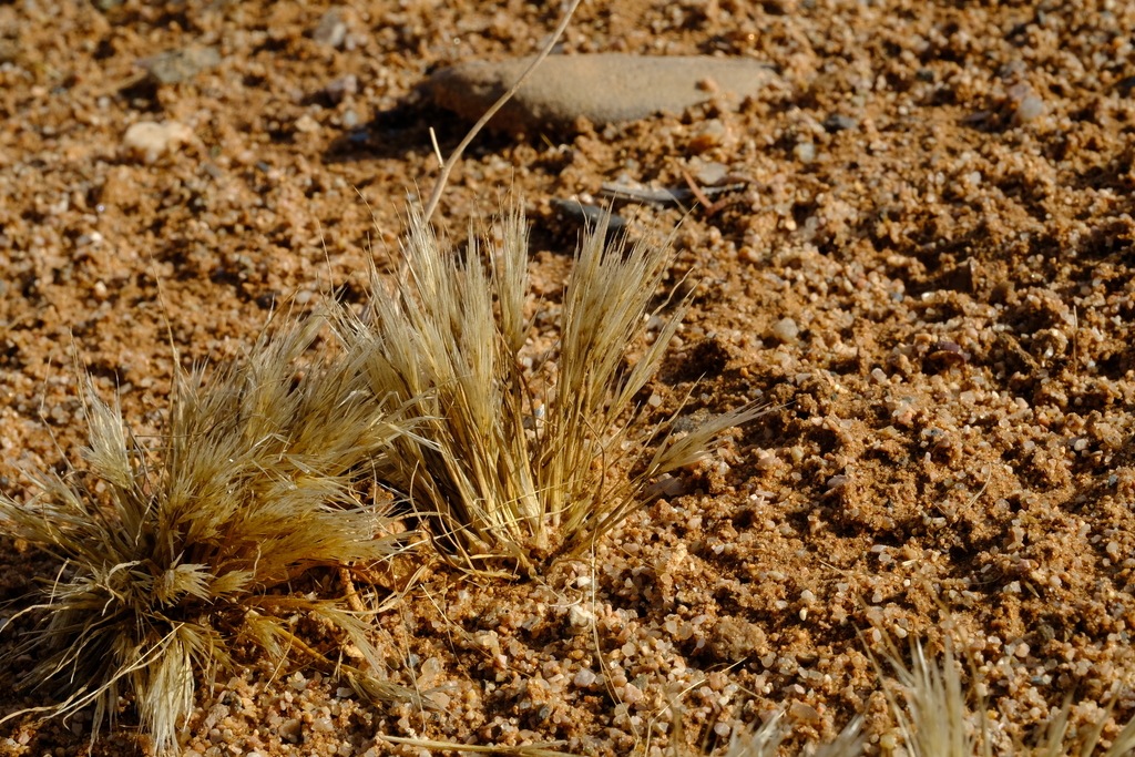 Stipagrostis subacaulis