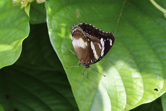 Hypolimnas bolina