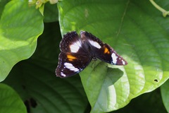 Hypolimnas bolina