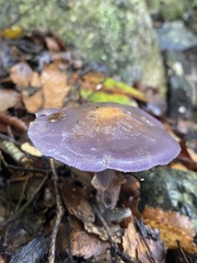 Cortinarius taylorianus