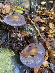 Cortinarius taylorianus
