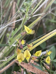 Listia bainesii