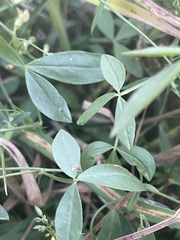 Listia bainesii