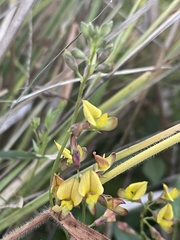 Listia bainesii