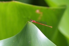 Agriocnemis