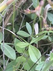 Listia bainesii