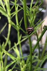 Calligrapha californica coreopsivora